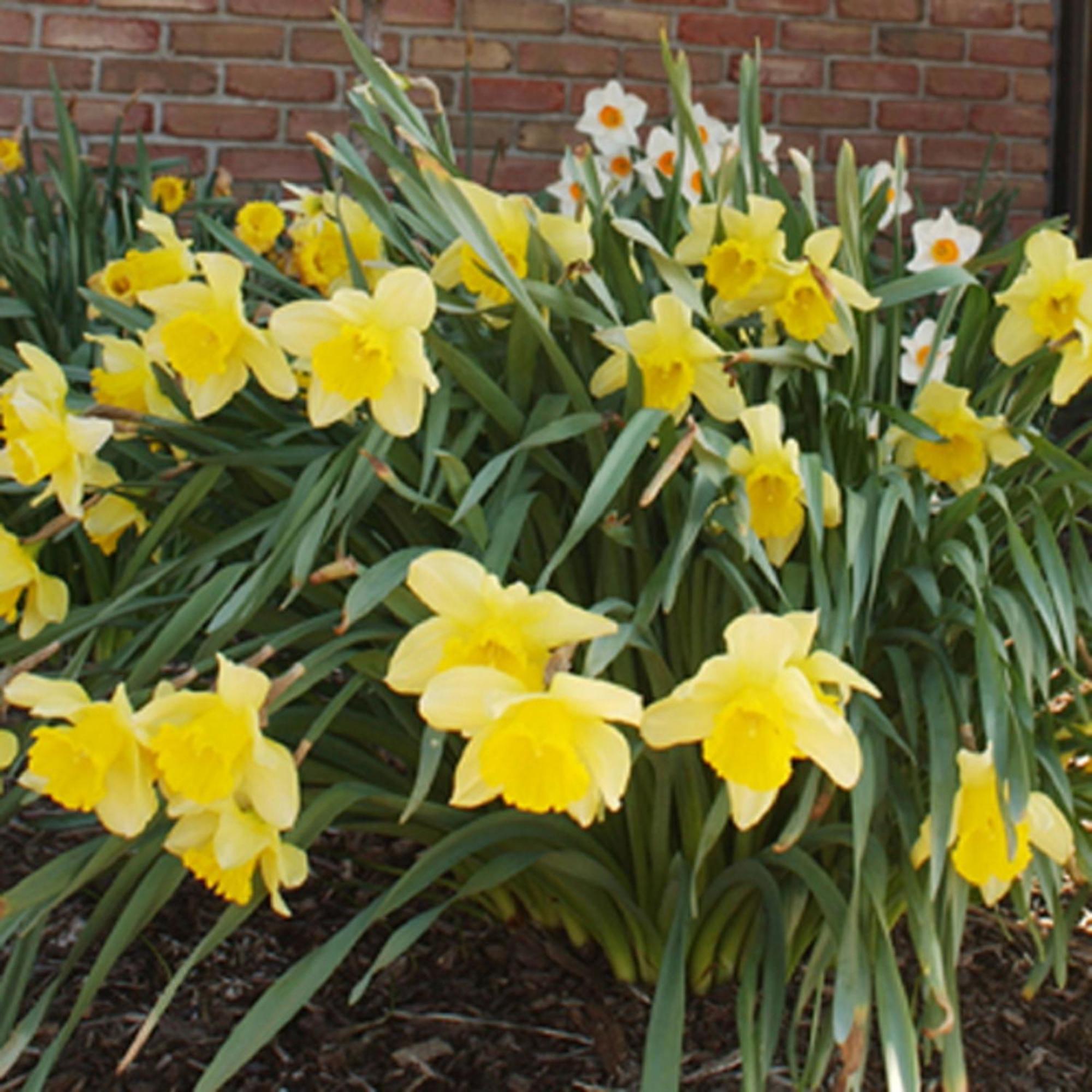 Meadow Court - Ithaca